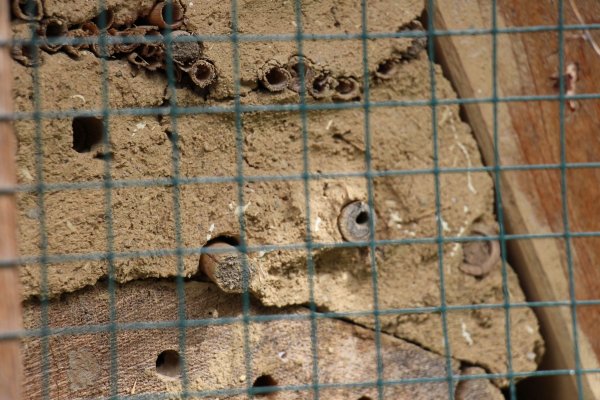 Exkursion Imkerei Selzer, 11.07.2015