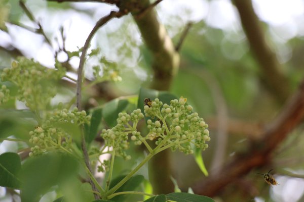 Exkursion Imkerei Selzer, 11.07.2015