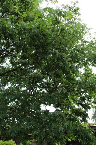 Exkursion Imkerei Selzer, 11.07.2015