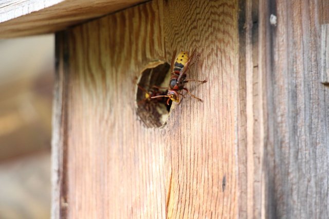 Excursion Imkerei Selzer, 