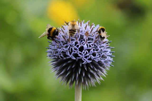 Excursion Imkerei Selzer, 