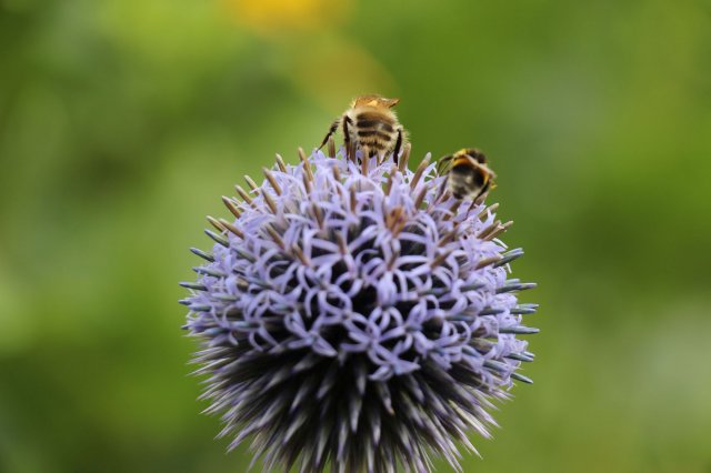 Excursion Imkerei Selzer, 