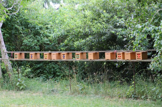 Exkursion Imkerei Selzer, 11.07.2015