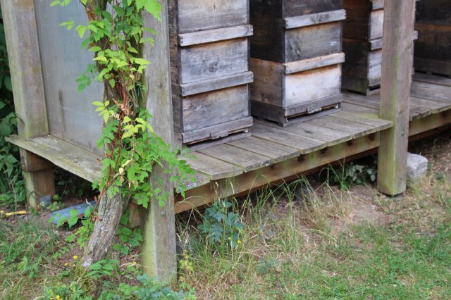 Exkursion Imkerei Selzer, 11.07.2015