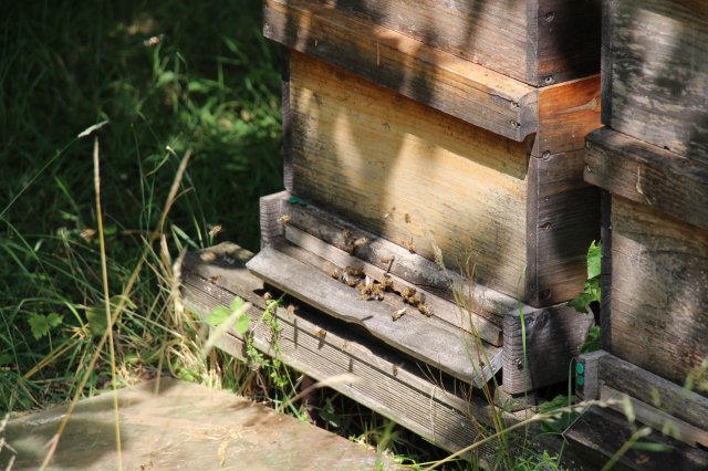 Excursion Imkerei Selzer, 