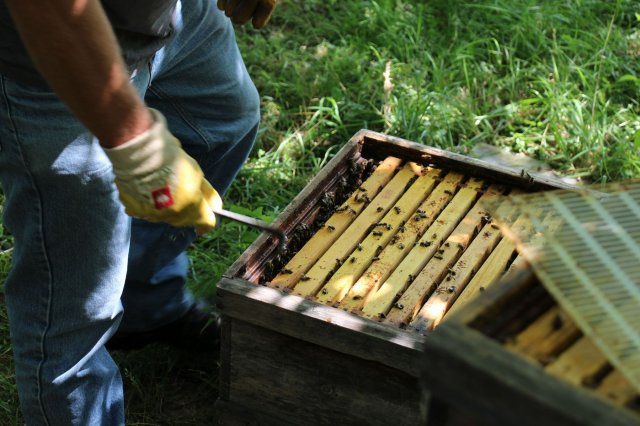 Excursion Imkerei Selzer, 