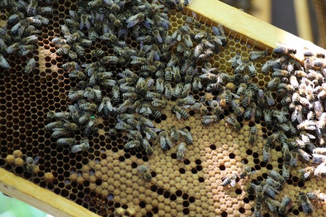 Exkursion Imkerei Selzer, 11.07.2015