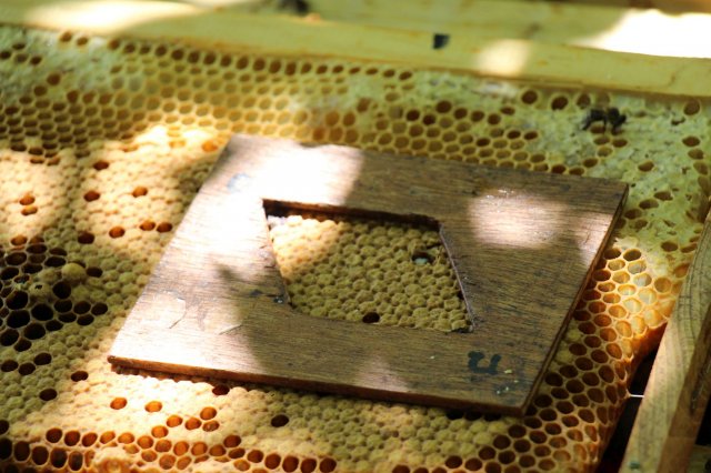 Excursion Imkerei Selzer, 