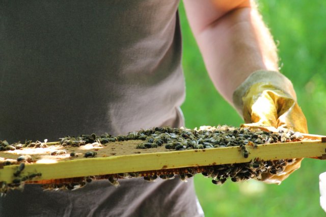 Excursion Imkerei Selzer, 