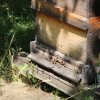 Excursion Imkerei Selzer, 